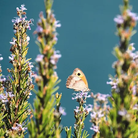 Pitsimenti Center For Peace, Private Boat - Sea Access And Closest Point To Marathonisi Island *